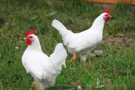 Описание на породата пилета Leghorn, снимка и видео преглед