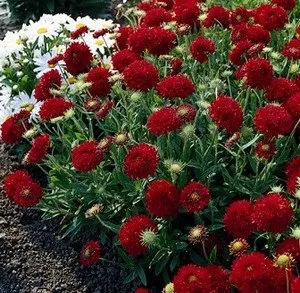 gaillardia