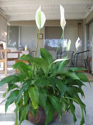 Защо spathiphyllum не цъфти - правилна грижа у дома