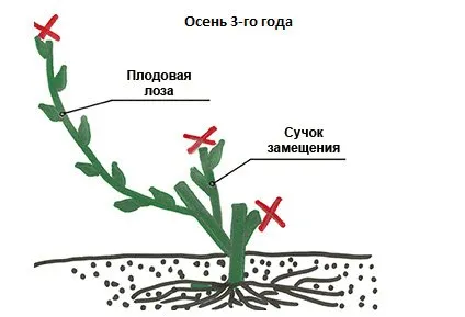 гроздови