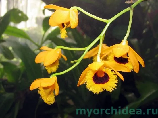 Характеристики на орхидея Dendrobium със снимка, грижи за нея