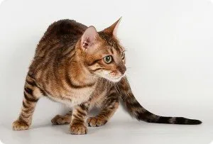 Описание на породата котки Toyger или Tiger, фотогалерия, цени за котенца, видео