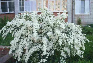 spirea