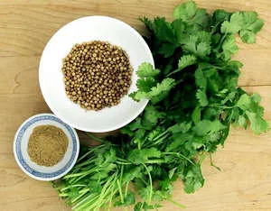 Cilantro - отглеждане на семена от кориандър на открито и у дома