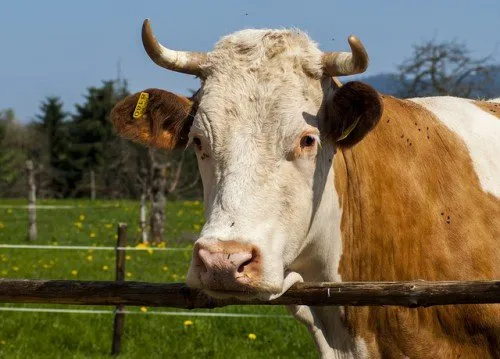 Tratamentul bolilor ginecologice ale vacilor, prolapsul vaginului, cauzele infertilității