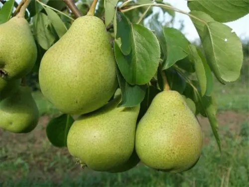 Описание на сорта Pear Bergamot, снимка, характеристики на отглеждане