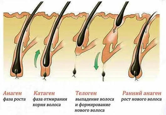 косата