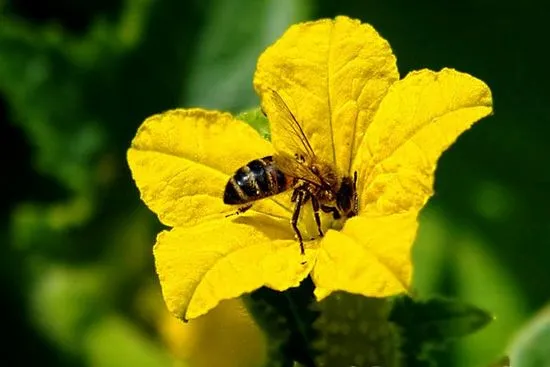 Ce beneficii aduc albinele plantelor prin colectarea nectarului