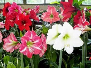 Как да осигурим правилна грижа за hippeastrum у дома и да се предпазим от болести