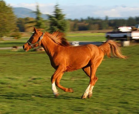 скоростта