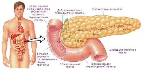 Болести на панкреаса, симптоми, лечение, профилактика