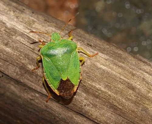 O insectă de pădure, trăsăturile vieții sale și ce să faci dacă a ajuns într-un apartament