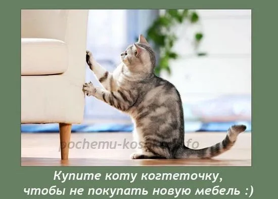 Чесалка за котки, коя драскалка да купите, как да научите коте да драска