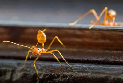 Sárga fáraó hangyák a lakásban, mindketten, hogy megszabaduljon a vegyi fegyverek, csalik,