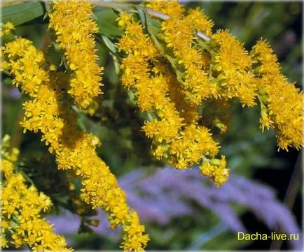 Goldenrod (Solidago), specii și varietăți, plantarea și în creștere, fotografii