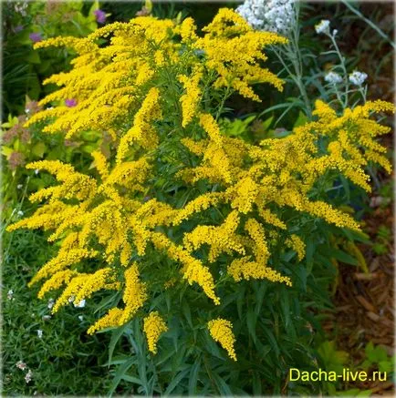 Goldenrod (Solidago), specii și varietăți, plantarea și în creștere, fotografii