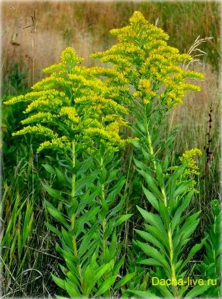 Goldenrod (Solidago), specii și varietăți, plantarea și în creștere, fotografii