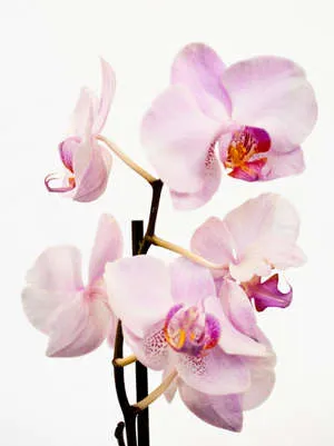 Как и кога е по-добре да трансплантирате орхидея Phalaenopsis (видео инструкции)