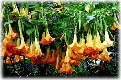 Brugmansia засаждане и грижи в открита земя, популярни видове