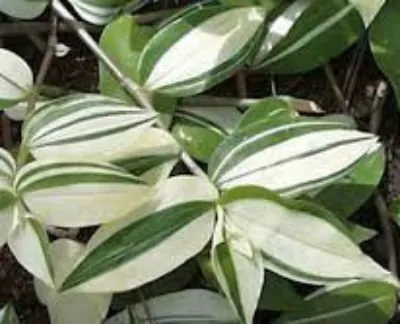 Tradescantia, грижи у дома.