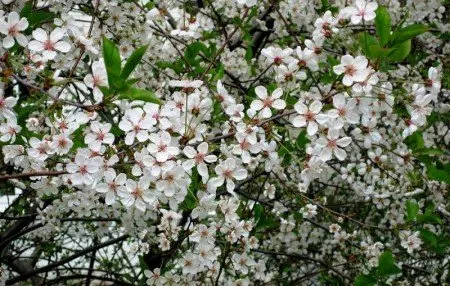 Описание на сорта череша Besseya (пясък), грижи и засаждане