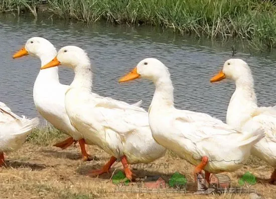 Prezentare generală a rațelor broiler, cultivarea lor și fotografii