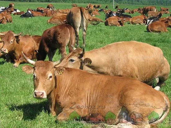 Prezentare generală a rasei de vaci Limousin, descrierea acestora, fotografii și videoclipuri