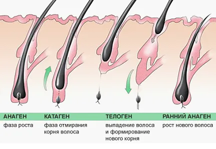 мъжката