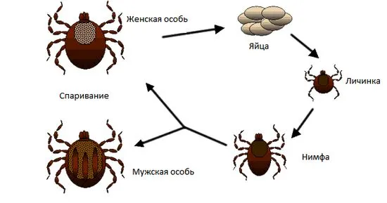 опасностите