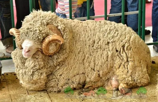 Prezentare generală a rasei de oi merino sovietice foto și video