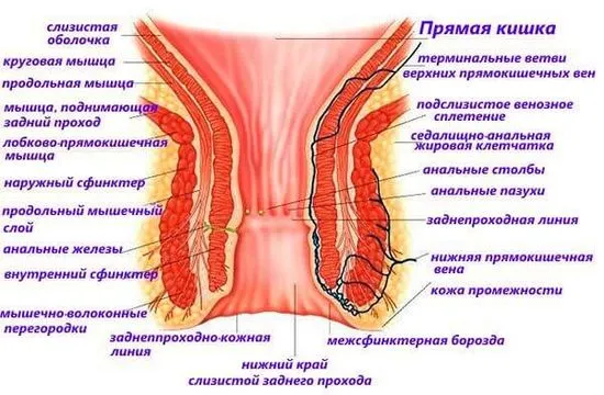 ануса