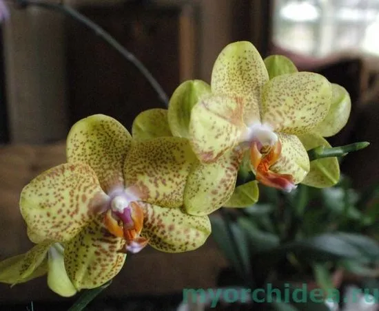 Трансплантация на Phalaenopsis у дома видео