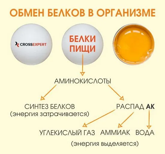 За правилното съотношение на протеини, мазнини и въглехидрати в диетата на здрав човек