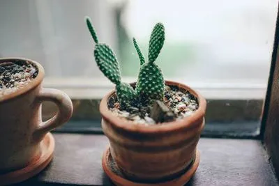 Puteți oferi un cactus unei fete sau unui bărbat - De ce este dat de ziua de naștere - semne populare