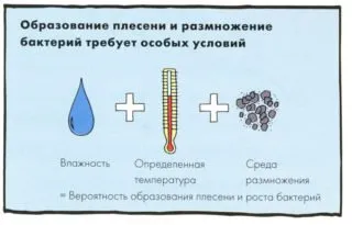 Колко опасна е черната плесен в къщата и как да се борим с нея