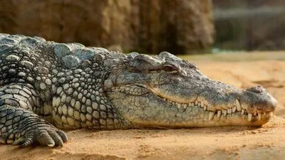 La ce visează un crocodil pentru o femeie, o carte de vis pentru un bărbat