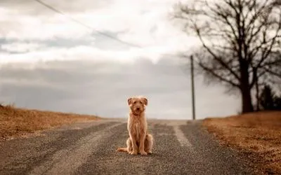 Un semn de lovire a unui câine cu o mașină, ce înseamnă și ce trebuie făcut