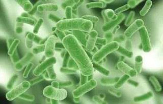 Cum să speli o toaletă într-o fosă septică cu bacterii