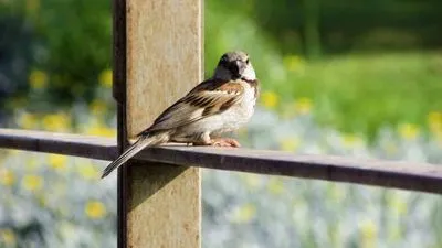 De ce zboară o vrabie în casă, fereastră, semn de balcon