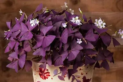 Oxalis (стаен киселец) поличби и суеверия за момичета