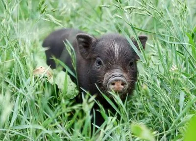 De ce un porc negru visează (mare, mic) carte de vis