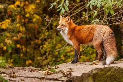 De ce visezi la carte de vis de animale sălbatice (fiare).