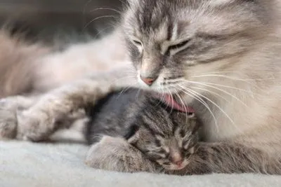 Тълкуване на сънища котка роди котенца, каква е мечтата за раждане