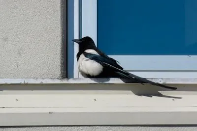 Semne ale unei magpie care stă pe fereastră, bătând în ea, pe pervaz