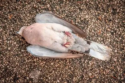 Semne ale unui porumbel mort pot fi văzute pe balcon sau pe drum