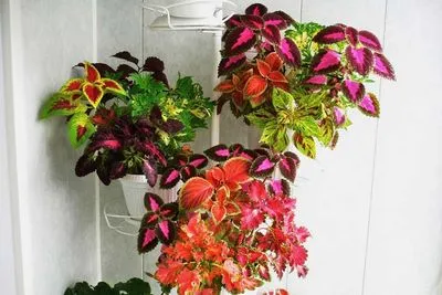 coleus