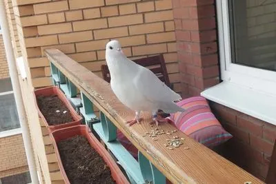 Un porumbel a zburat spre balcon - ce semn