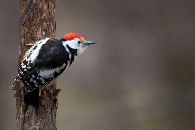 Semne ale unei ciocănitoare care bat la fereastră, ce să vezi pasărea