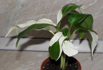 Грижа за Spathiphyllum у дома и тайни как да го накарате да цъфти