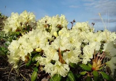 rododendron